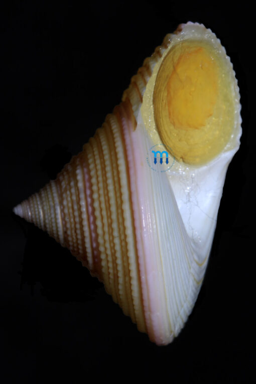 Calliostoma benedicti Dall, 1889 - Image 5