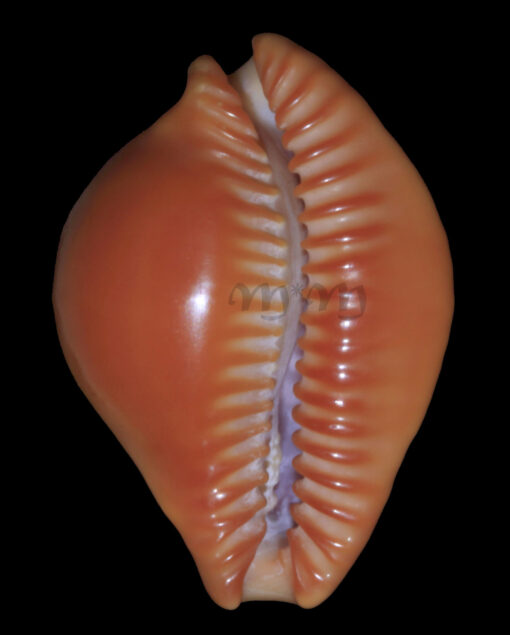 Cypraea (Propustularia) surinamensis ( Perry, 1811) - Image 5