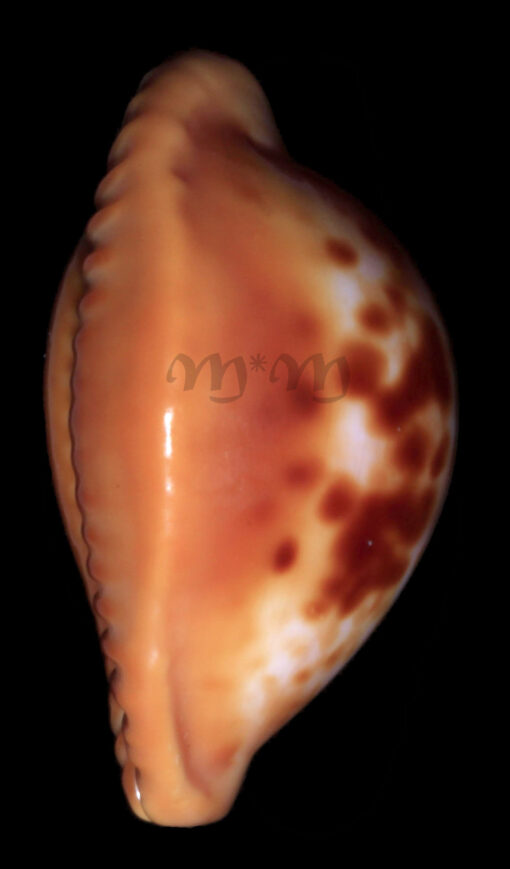 Cypraea (Propustularia) surinamensis ( Perry, 1811) - Image 6