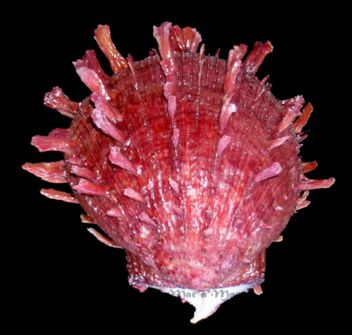 Spondylus senegalensis Schreibers, 1793 - Image 5