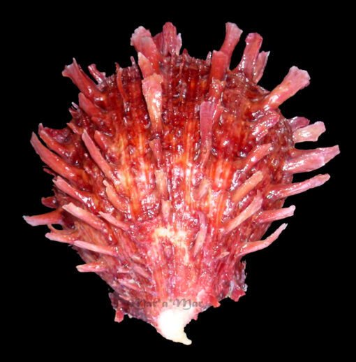 Spondylus senegalensis Schreibers, 1793 - Image 6